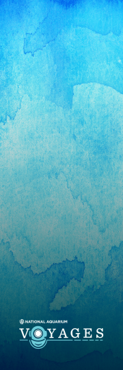 Voyages Blue